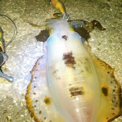 レガーメ　斬７６CA